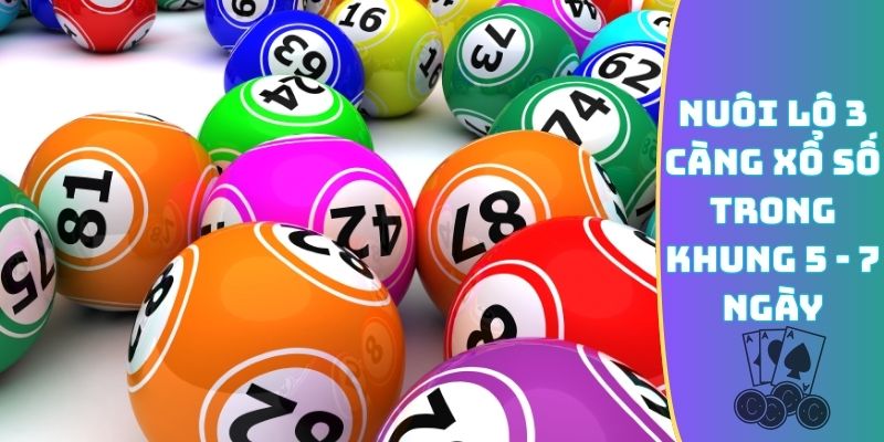 Nuôi lô 3 càng xổ số trong khung 5 - 7 ngày